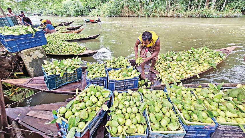 Floating guava markets in Barishal