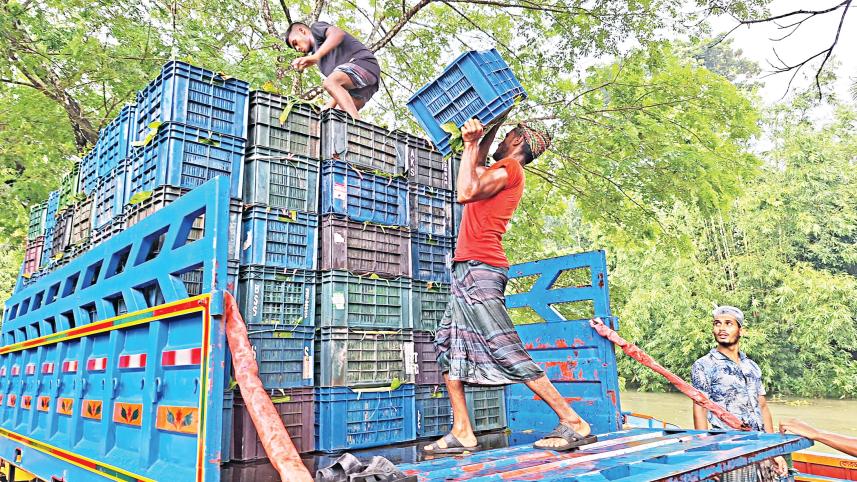 Guava Season Boosting South's Economy in Bangladesh