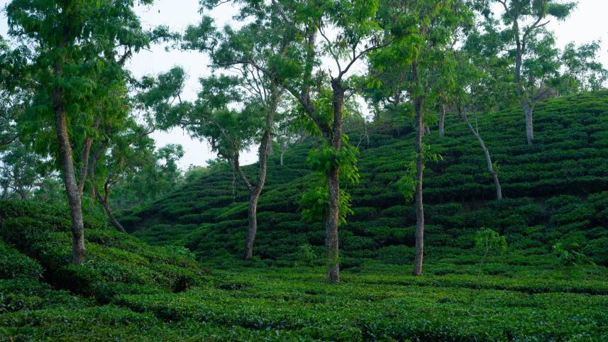Reasons why you should travel within Bangladesh