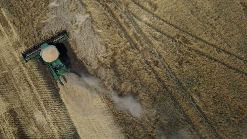 wheat.jpg