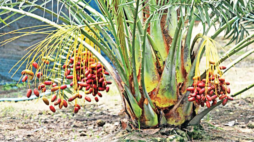  Former expat making it big from date cultivation