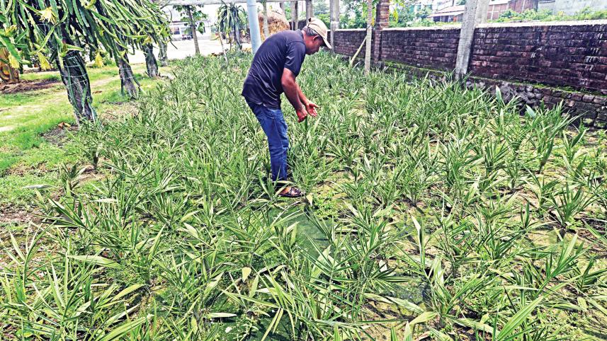 Zakir Hossain, a former expat, is leading the way in cultivating the date fruit in his area by providing date palm tree to local growers.