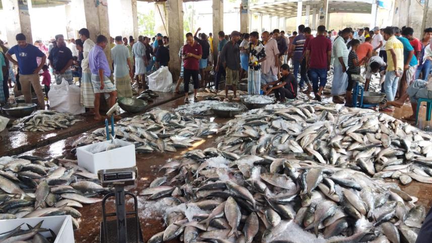 Hilsa brings back smiles to fishers