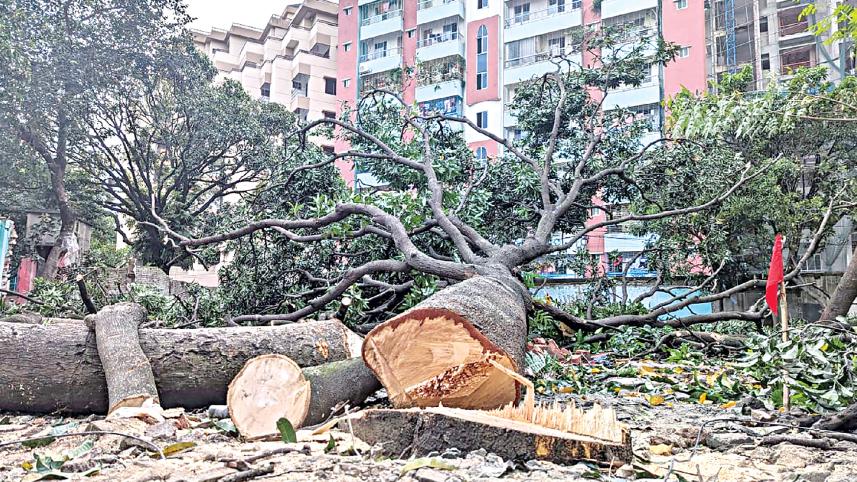 Five trees were felled under the supervision of Public Works Department officials near Shaheed Shahabuddin Road at Agargaon yesterday.