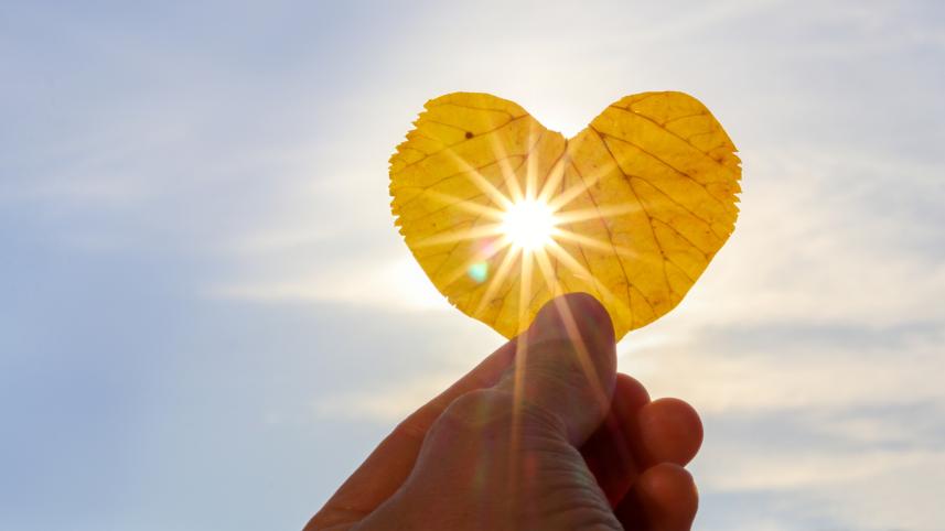 A heart shaped leaf held against the sun. 