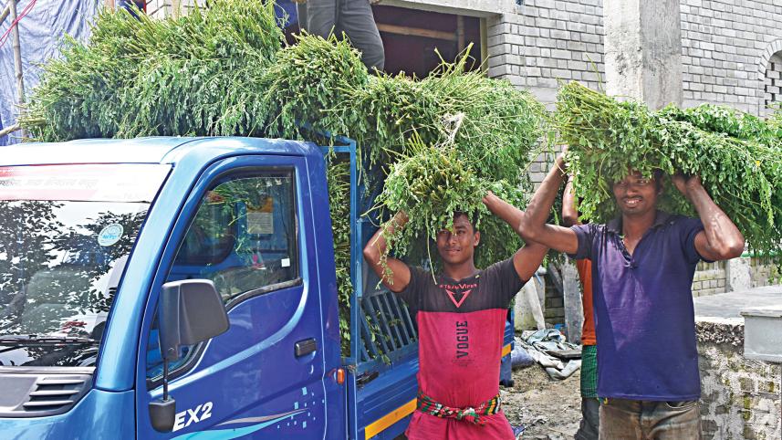 Indigo farming in Bangladesh