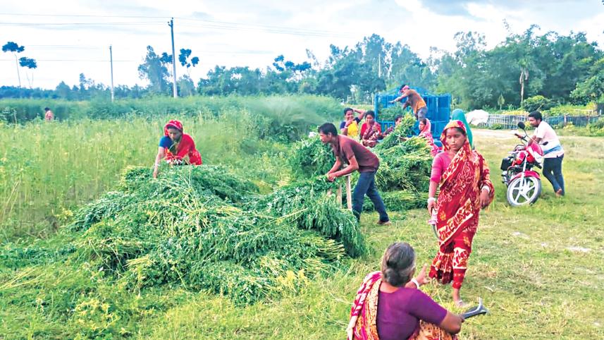Farmers are seen harvesting indigo plants from a farm in Kholeya village in Gangachara upazila of Rangpur.