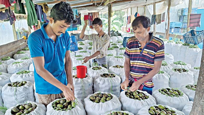 Hog plum farmers log better business