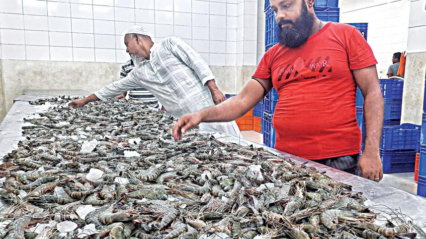 No sign of recovery in shrimp exports