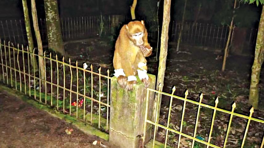 monkey.jpg