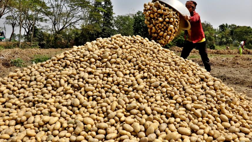 Govt to allow potato import as prices hit historic high