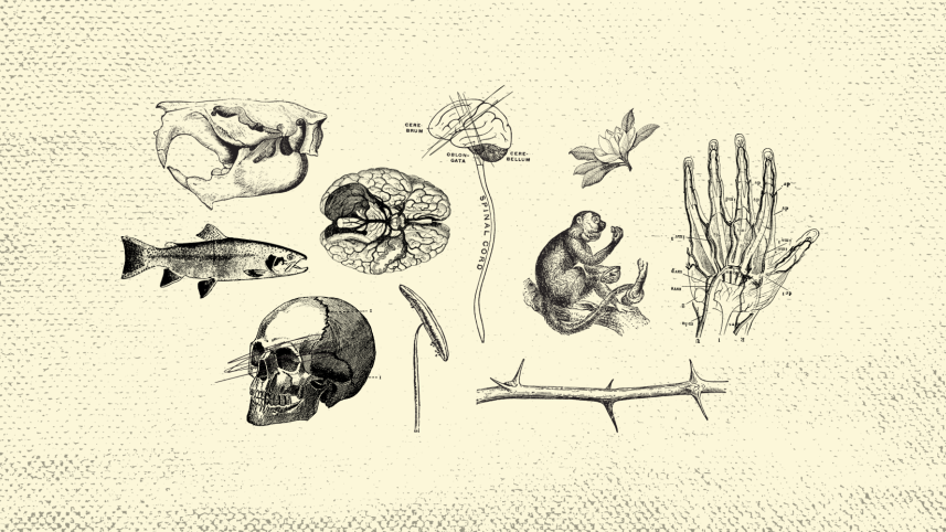 Anthropology elements