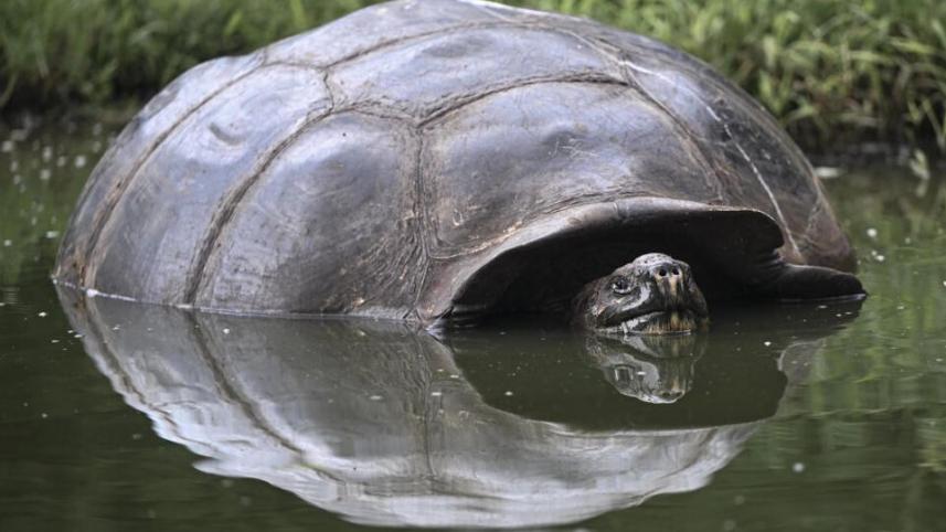 tortoise.jpg