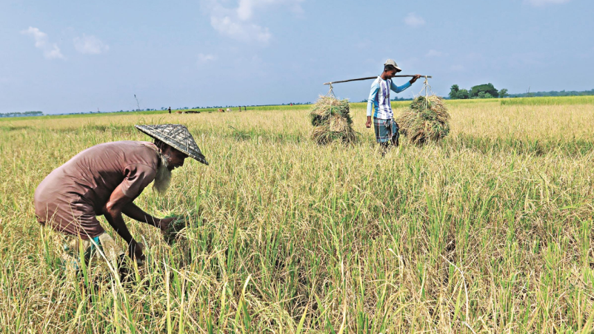 Tk 108 crore incentive for high-yield rice growers