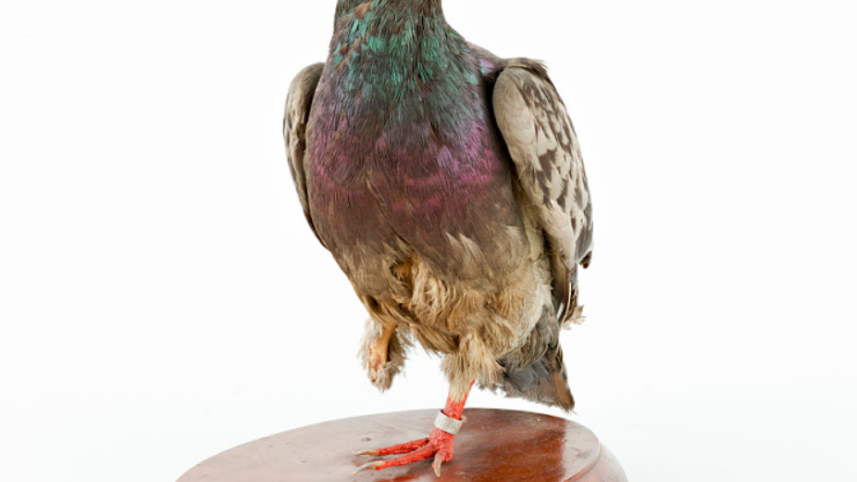 Cher Ami