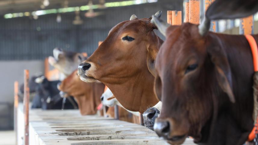 Beef will not be imported: commerce minister