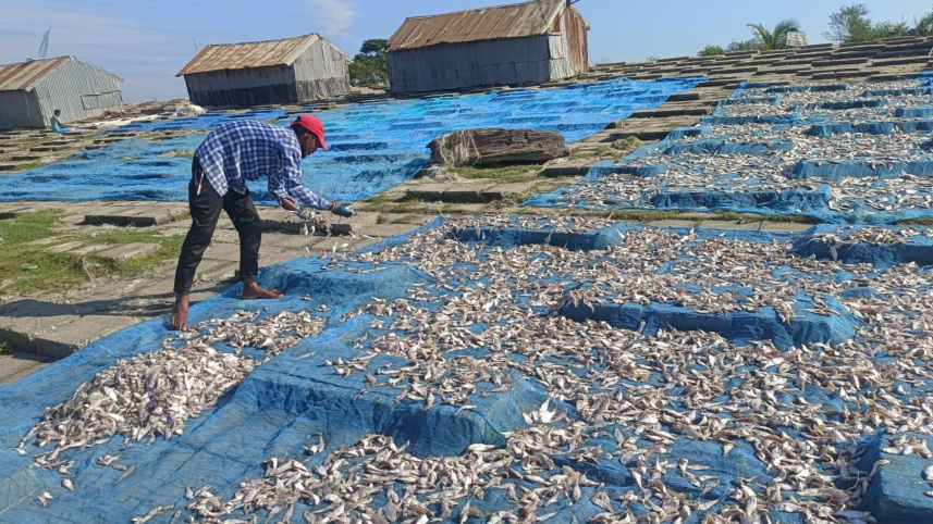 dried-fish-kuakata