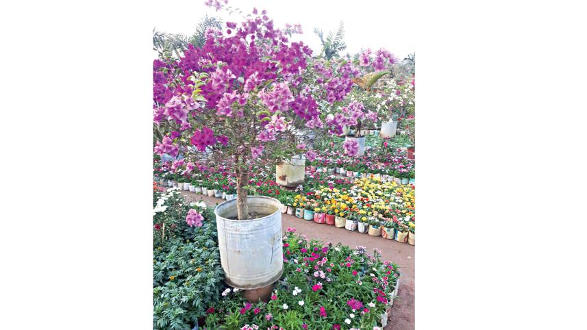 my-dhaka1.jpg