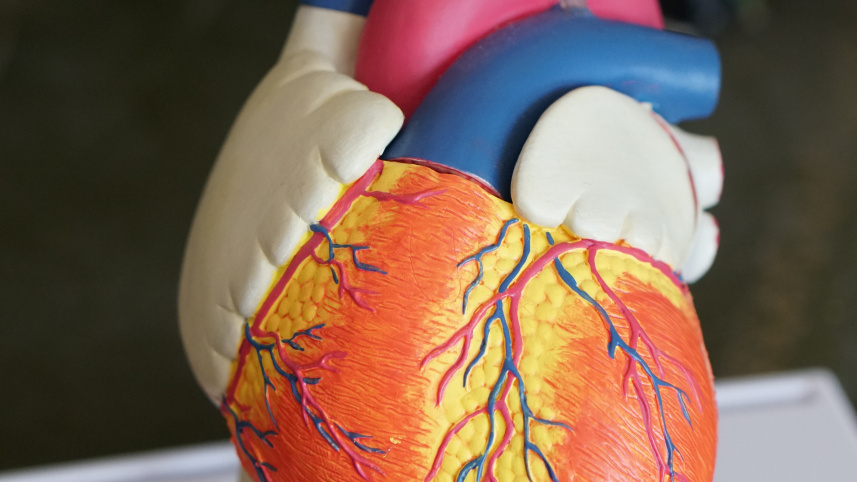 Human heart