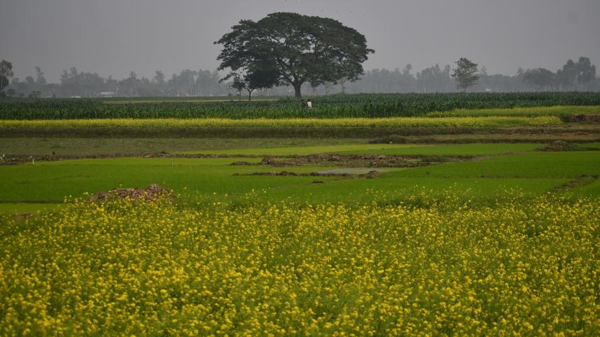 Mustard plantation high growth 