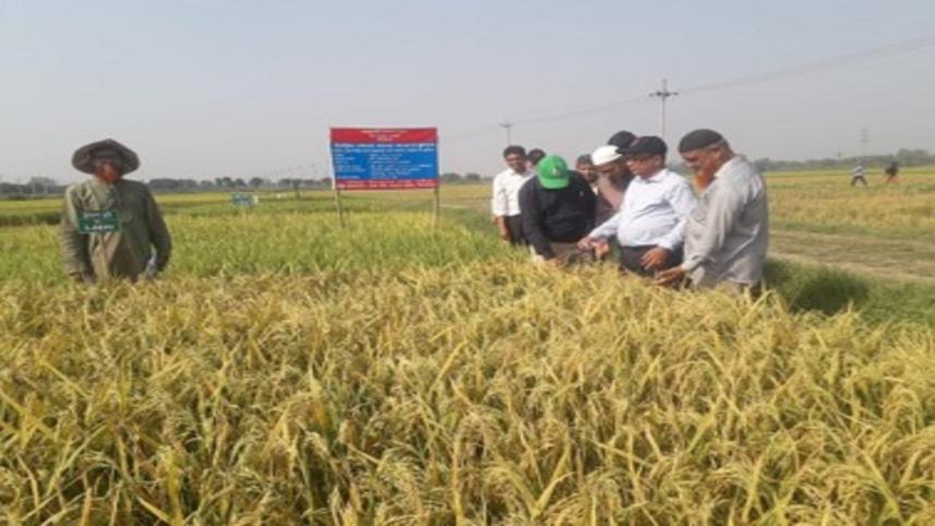 BRRI Introduces New High-Yielding Boro Rice Varieties - BRRI dhan107 & BRRI dhan108