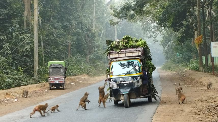 madhupur-sal-forest.jpg
