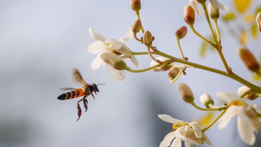 honey bee