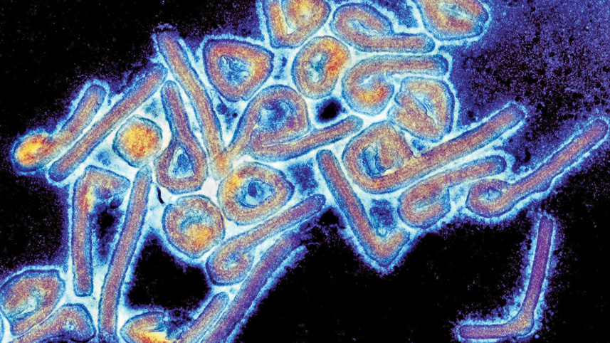 softviruses.jpg