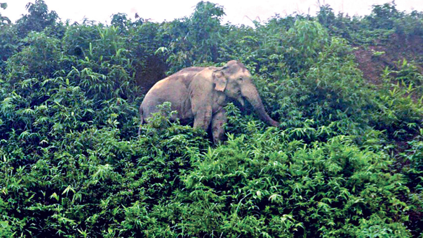 elephnat.jpg
