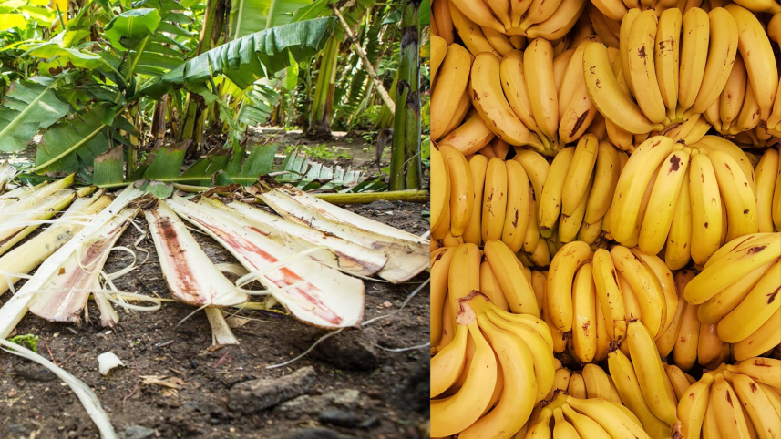 Banana fiber India