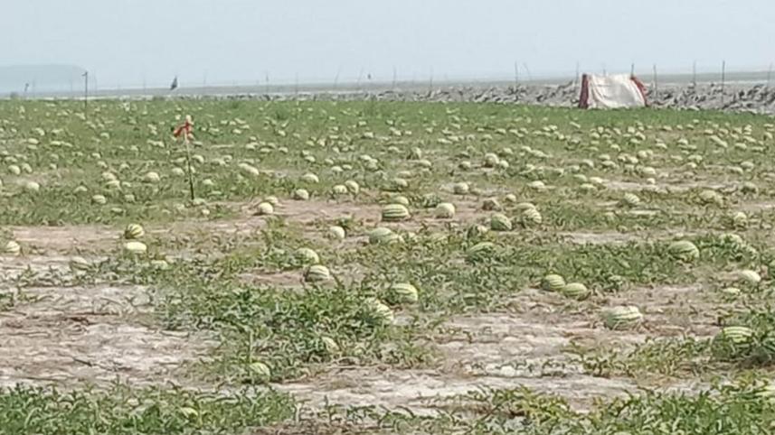 watermelon-price-1.jpg