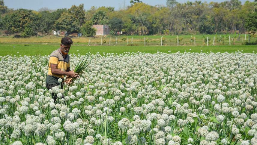 Onion seeds may get expensive for low yield