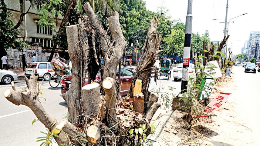 Trees are Dhaka’s saviours