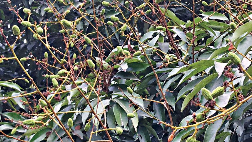 Effects of High Temperatures on Mangoes and Litchis