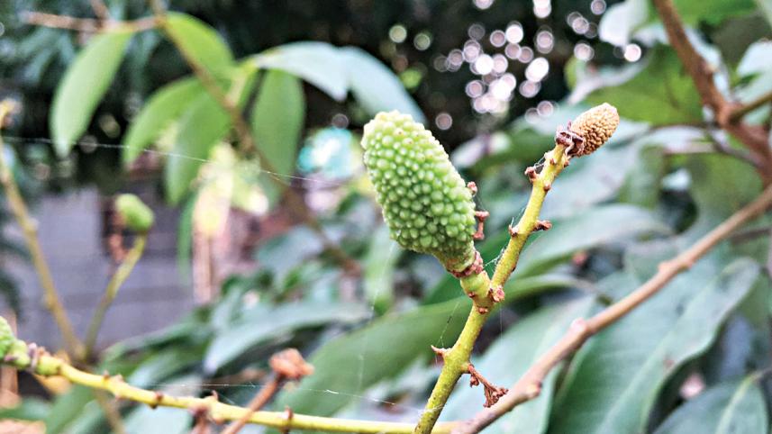 Heat Stress on Mango and Litchi Crops