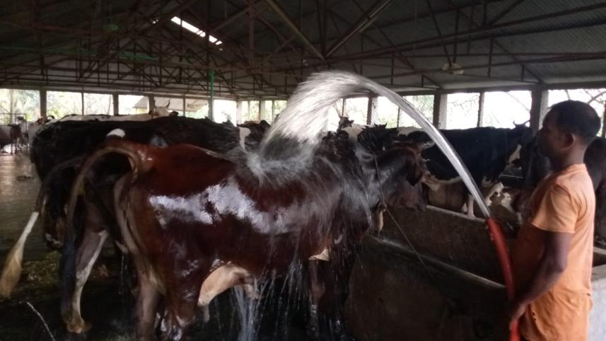 Heatwave impact on dairy sector in Bangladesh