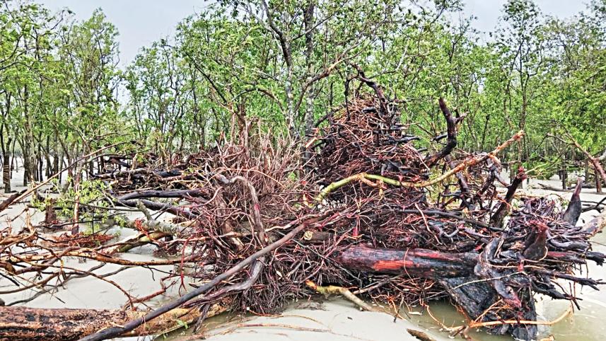 Cyclone Remal | Sundarbans saves Bangladesh but pays a heavy price