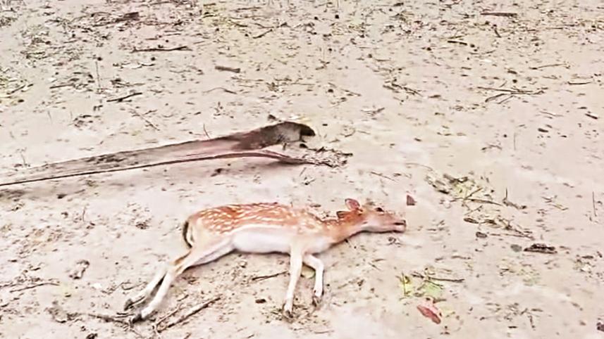 Sundarbans wildlife casualties after Cyclone Remal