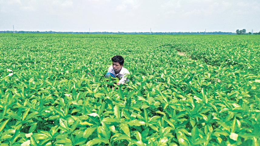 Global demand for eco-friendly jute products