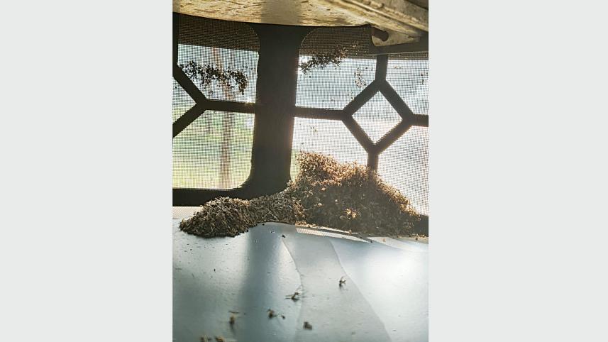 Moshar Machine mosquito control solution