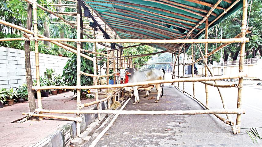 proper waste disposal after Eid-ul-Azha sacrifice