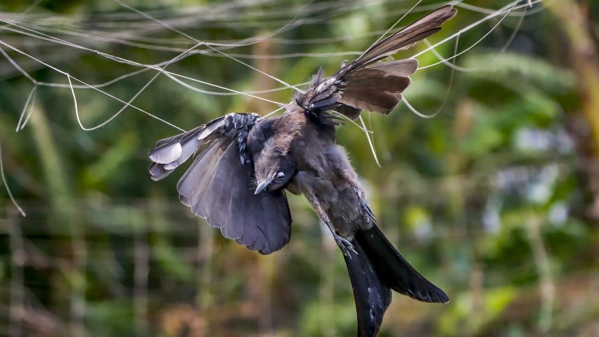 khulna-dead_bird_1_1.jpg