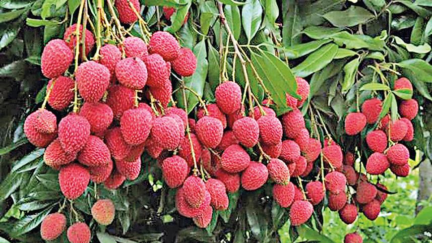 Modern farming methods in Chittagong Hill Tracts 