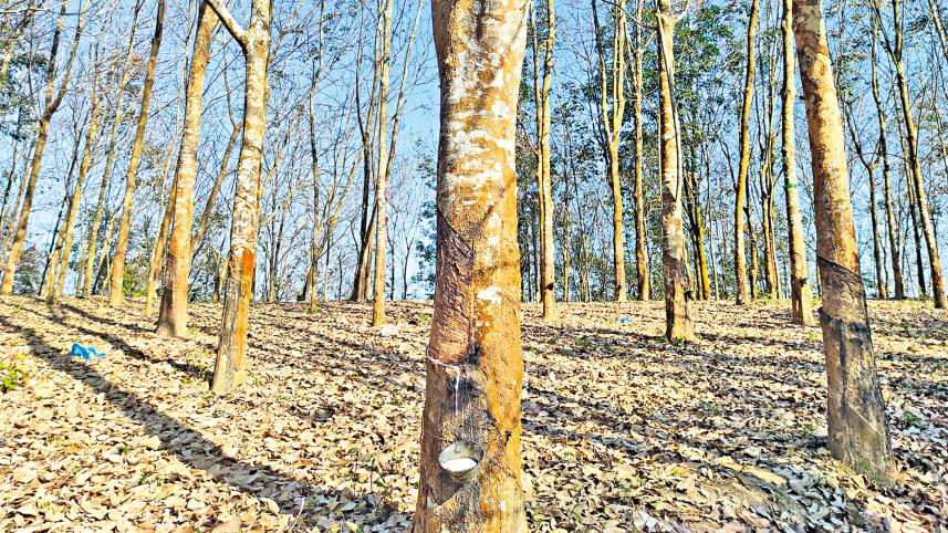 tree.jpg