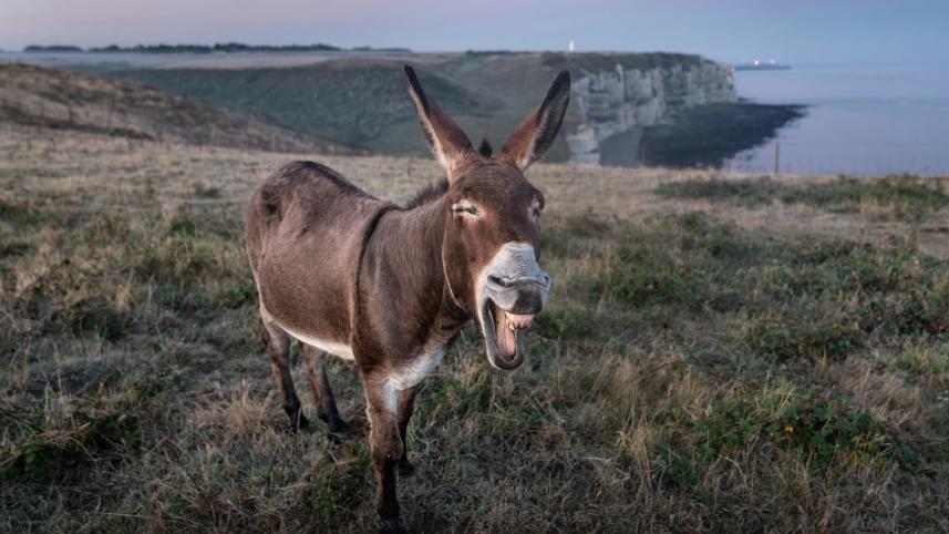 Confessions of a donkey enthusiast       ansgar-scheffold-ids_frpfhea-unsplash.jpg