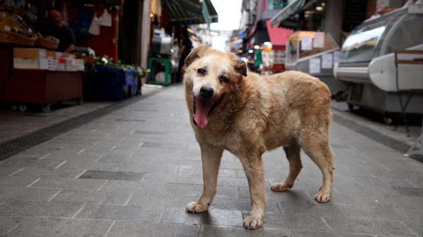 tukey_stray_dogs.jpg
