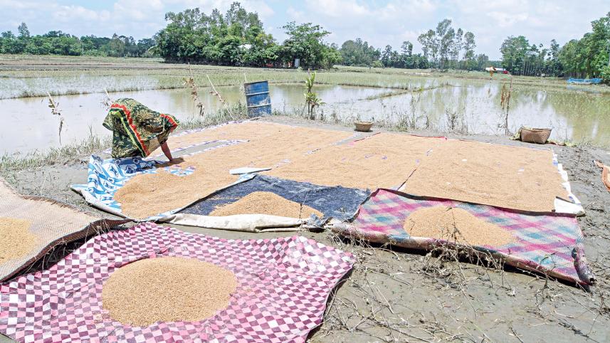 rice-acreage.jpg