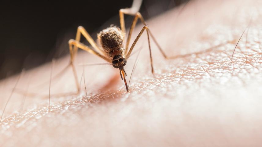 Battling dengue: Simple steps to stay safe during the outbreak