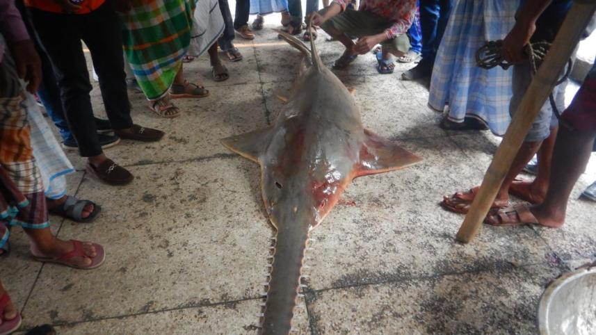 sawfish