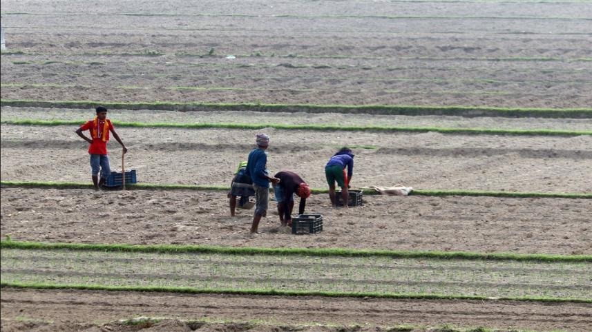 Potato planting